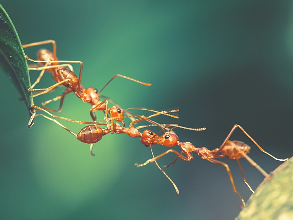 Leaf cutter ants creating a chain with their bodies